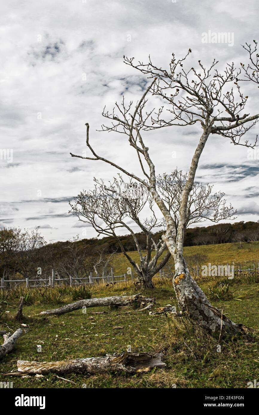 Landschaft des toten Feldes in Hokkaido Stockfoto