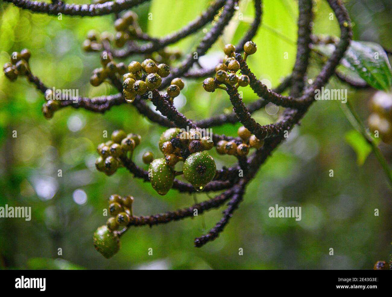 Grüne Baumbeeren in einem tropischen Regenwald Stockfoto