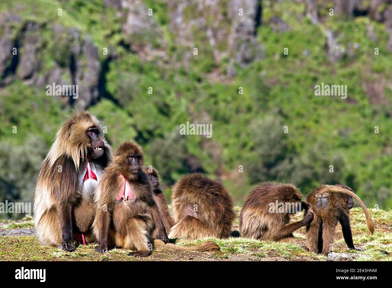 Gruppe der Dschelada Gelada Paviane im Simien Mountains National Park, Äthiopien, Afrika Stockfoto