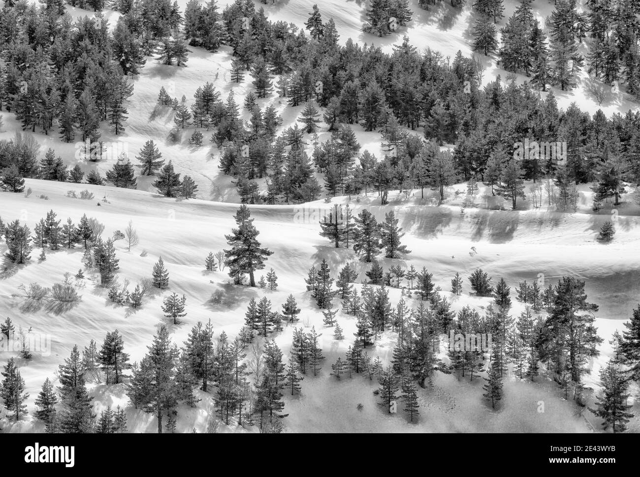Schwarz-weiße Drohne Ansicht von Wald mit immergrünen Bäumen Wächst auf verschneiten Hängen im Hochland im Winter Stockfoto