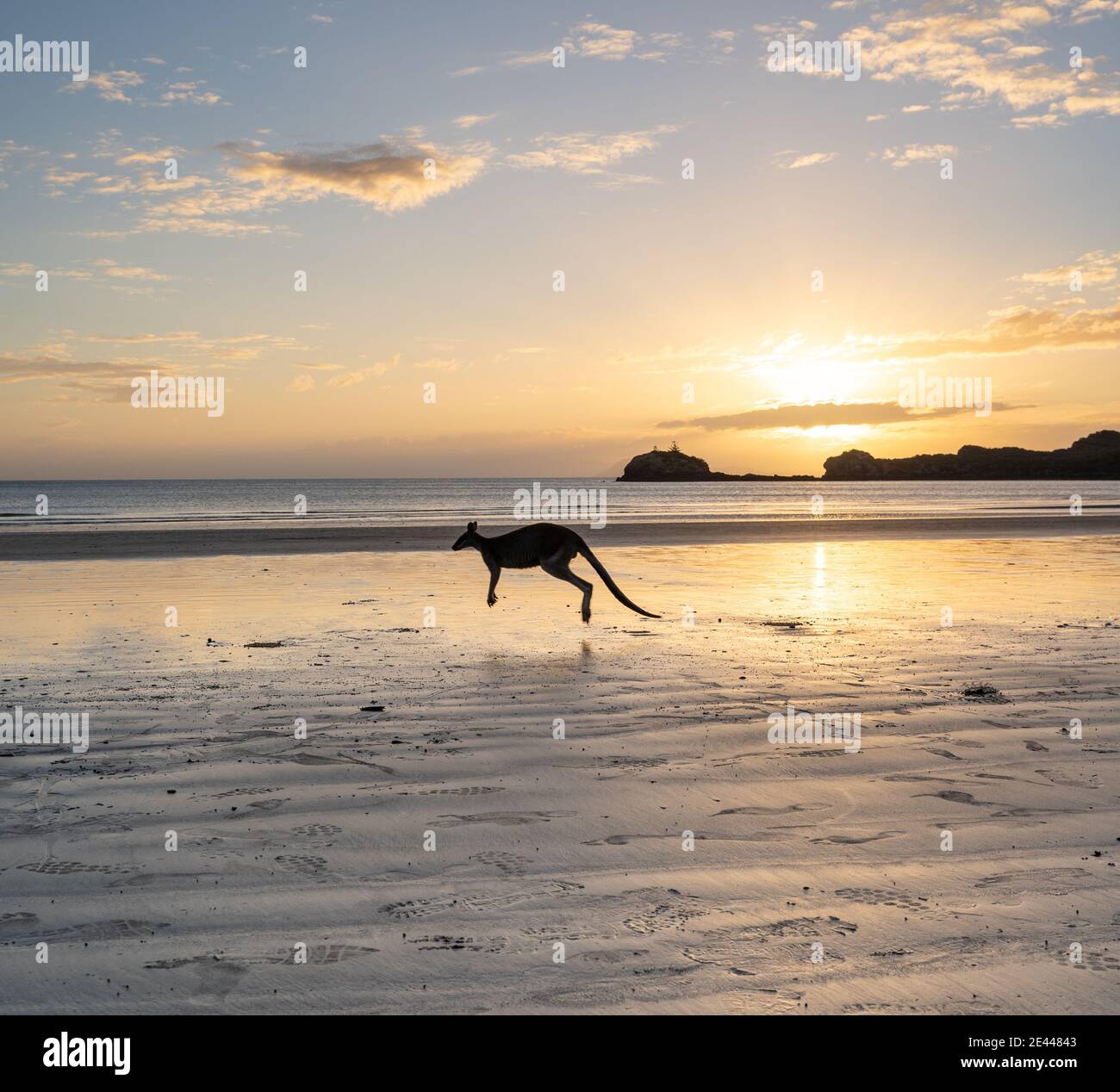 Silhouetten von entzückenden Känguru Wandern auf nassen Sandstrand von Winkende Ozean im malerischen Cape Hillsborough National Park gegen Wolken Sonnenuntergang am Himmel Stockfoto