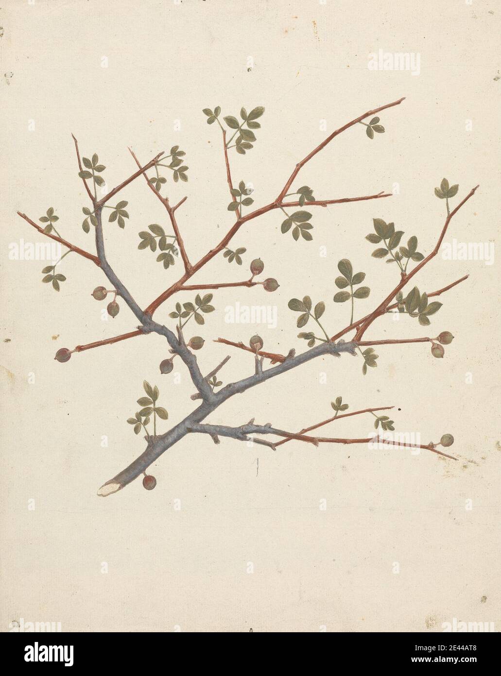 Luigi Balugani, 1737â € “1770, Italienisch, Commiphora gileadensis (L.) C. Chr. (Balsam von Gilead, Opobalsam): Fertige Zeichnung des Fruchtzweiges, undatiert. Aquarell, Gouache und Graphit auf mittelschwerem, leicht strukturiertem, cremefarbenen Papier. Stockfoto