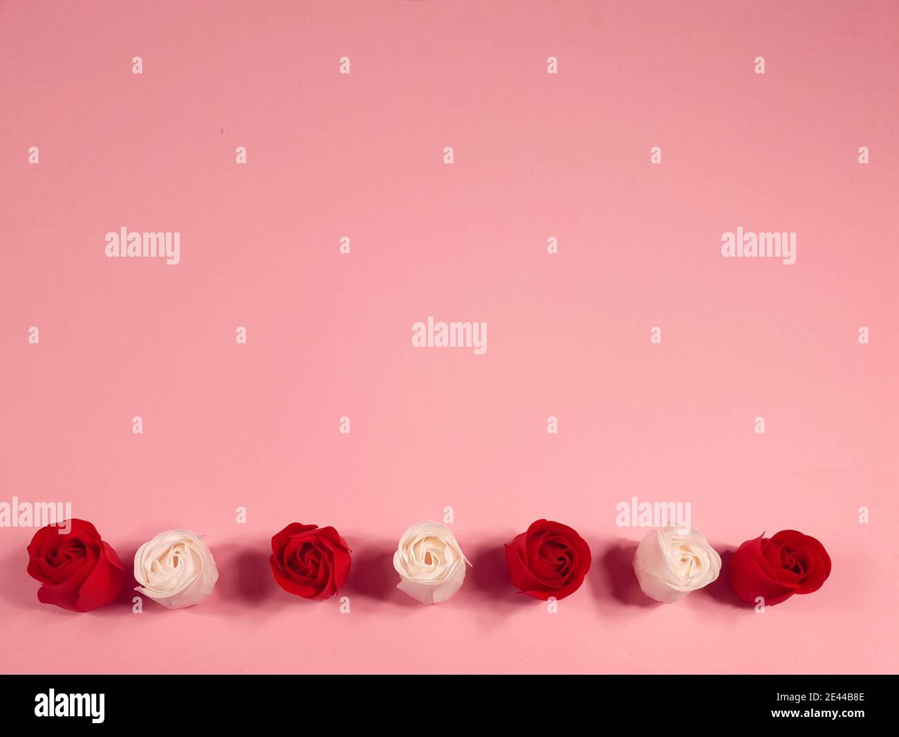 Rote und weiße Rosen auf rosa Hintergrund, Dekoration für Valentinstag und internationalen Frauentag. Stockfoto