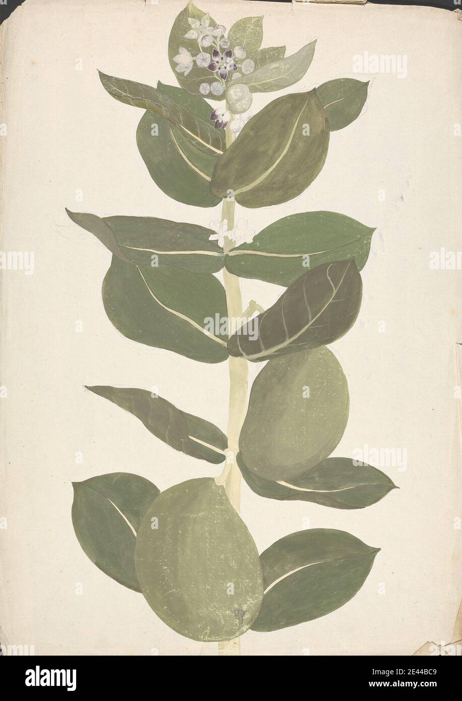 James Bruce, 1730â € "1794, britische, Calotropis procera (Ait.) AIT. f. (Apfel von Sodom, Aurikulärbaum): Fertige Zeichnung der blühenden und fruchtigen Pflanze, ca. 1769. Aquarell, Gouache und Graphit auf mittelschwerem, leicht strukturiertem, cremefarbenen Papier. Stockfoto