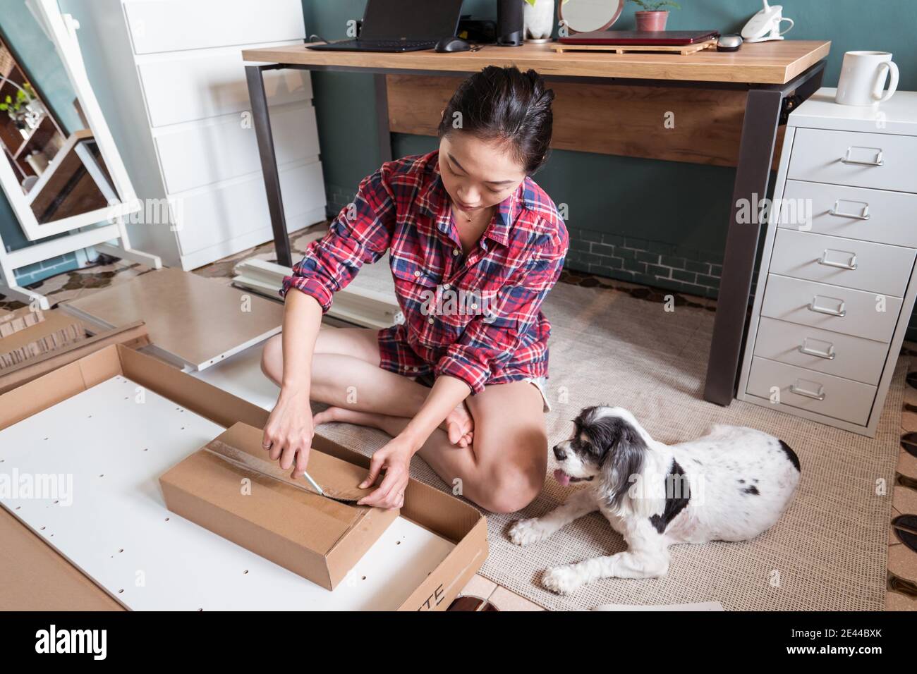 Von oben ethnische junge asiatische weibliche Auspacken Karton mit Ausstattung bei der Montage neuer Möbel in der Wohnung mit ute Hund Stockfoto