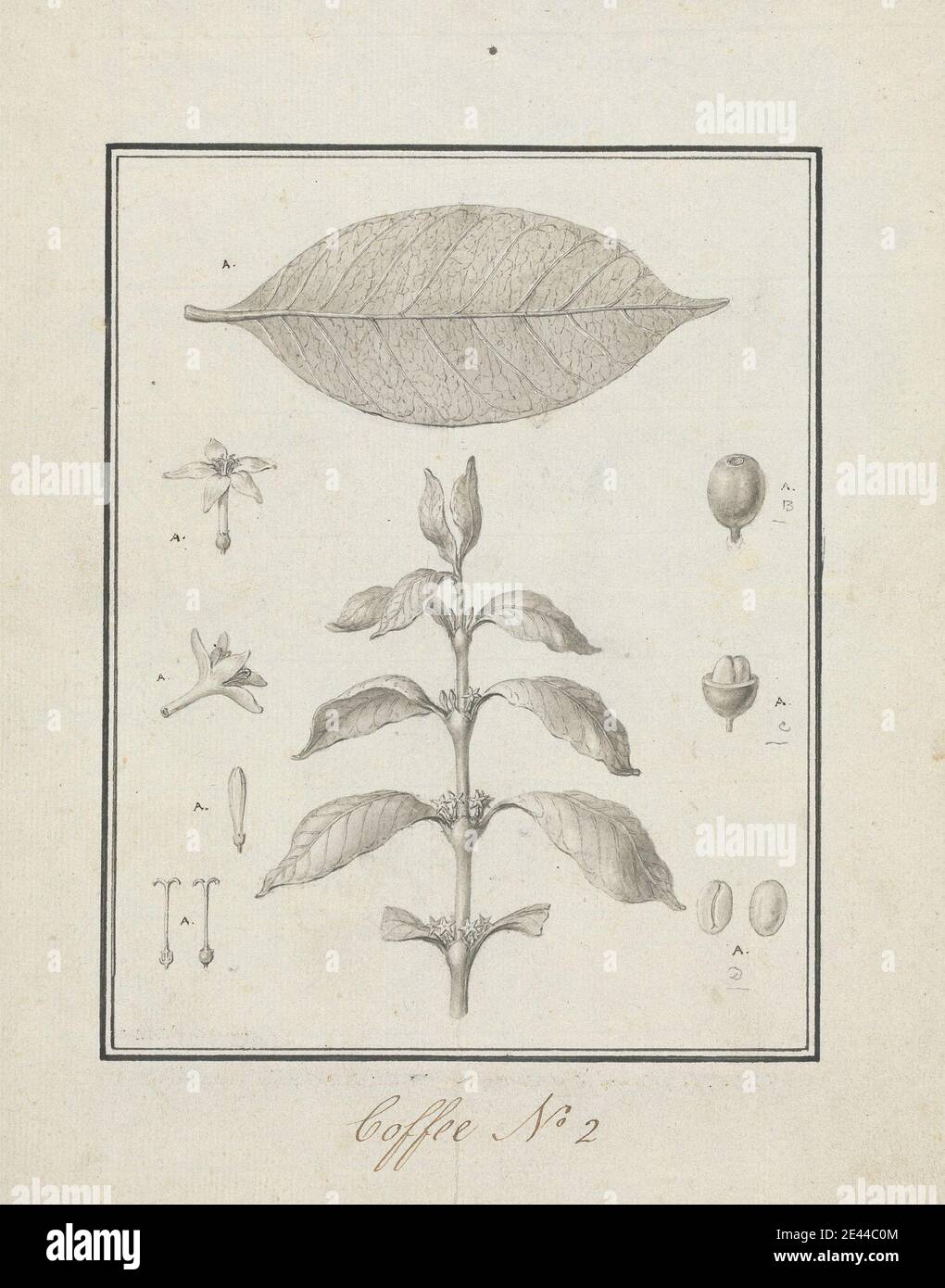 Luigi Balugani, 1737â € “1770, Italienisch, Coffea arabica L. (Arabica-Kaffee): Fertige Zeichnung von Blattgold schießen, mit Details von Blumen, Blatt und Früchte, ca. 1768. Stift und schwarze Tinte, graue Waschung über Graphit auf Meduim, leicht strukturiert, cremefarbenes Papier. Stockfoto
