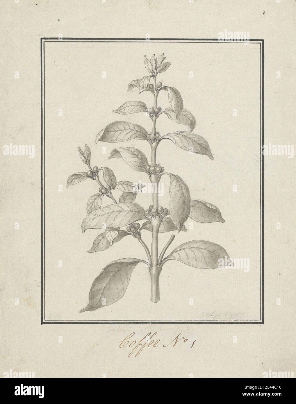 Luigi Balugani, 1737â € "1770, Italienisch, Coffea arabica L. (Arabica-Kaffee): Fertige Zeichnung von Blattstrieb und Beeren, ca. 1768. Stift und schwarze Tinte, graues Waschmittel über Graphit auf mäßig dickem, mäßig strukturiertem, blauweißem, gedeckten Papier. Stockfoto