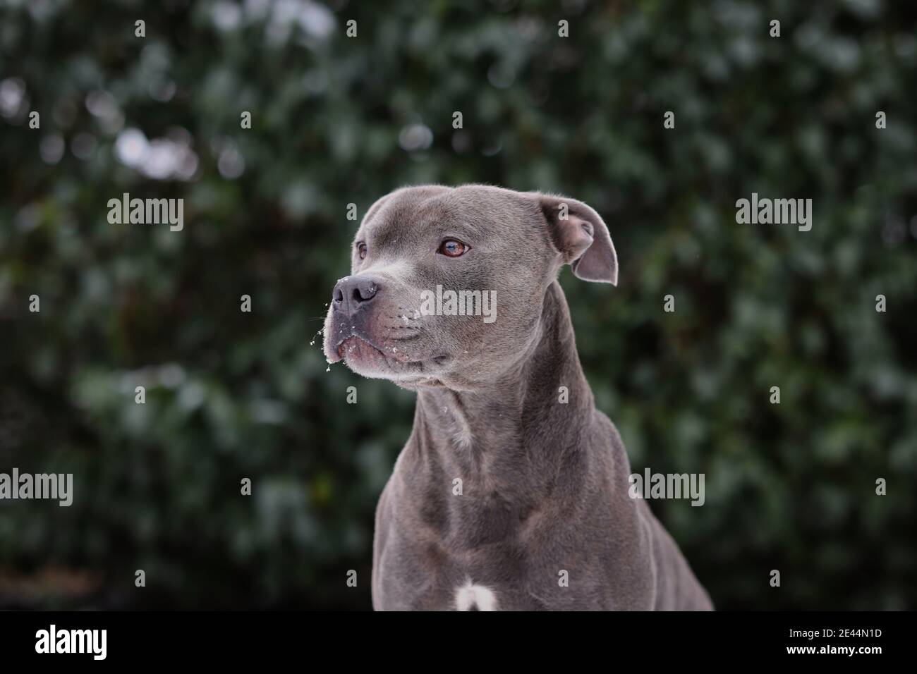 Blau Staffy Stockfotos Und Bilder Kaufen Alamy