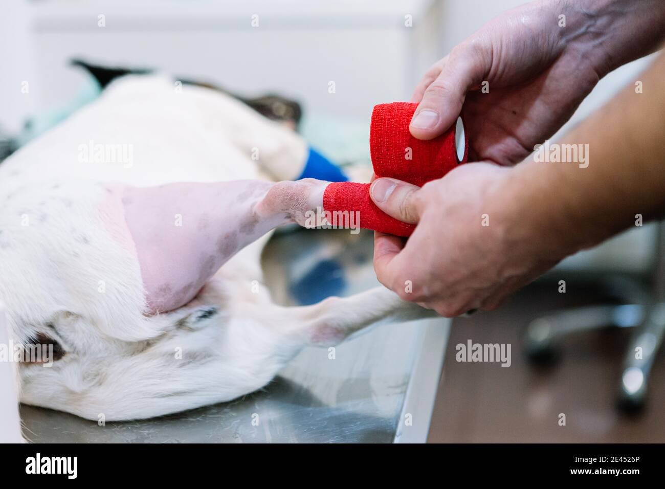 Crop anonymen Tierarzt Anwendung elastische Verband auf Pfote des Hundes Nach der Operation in der Klinik Stockfoto