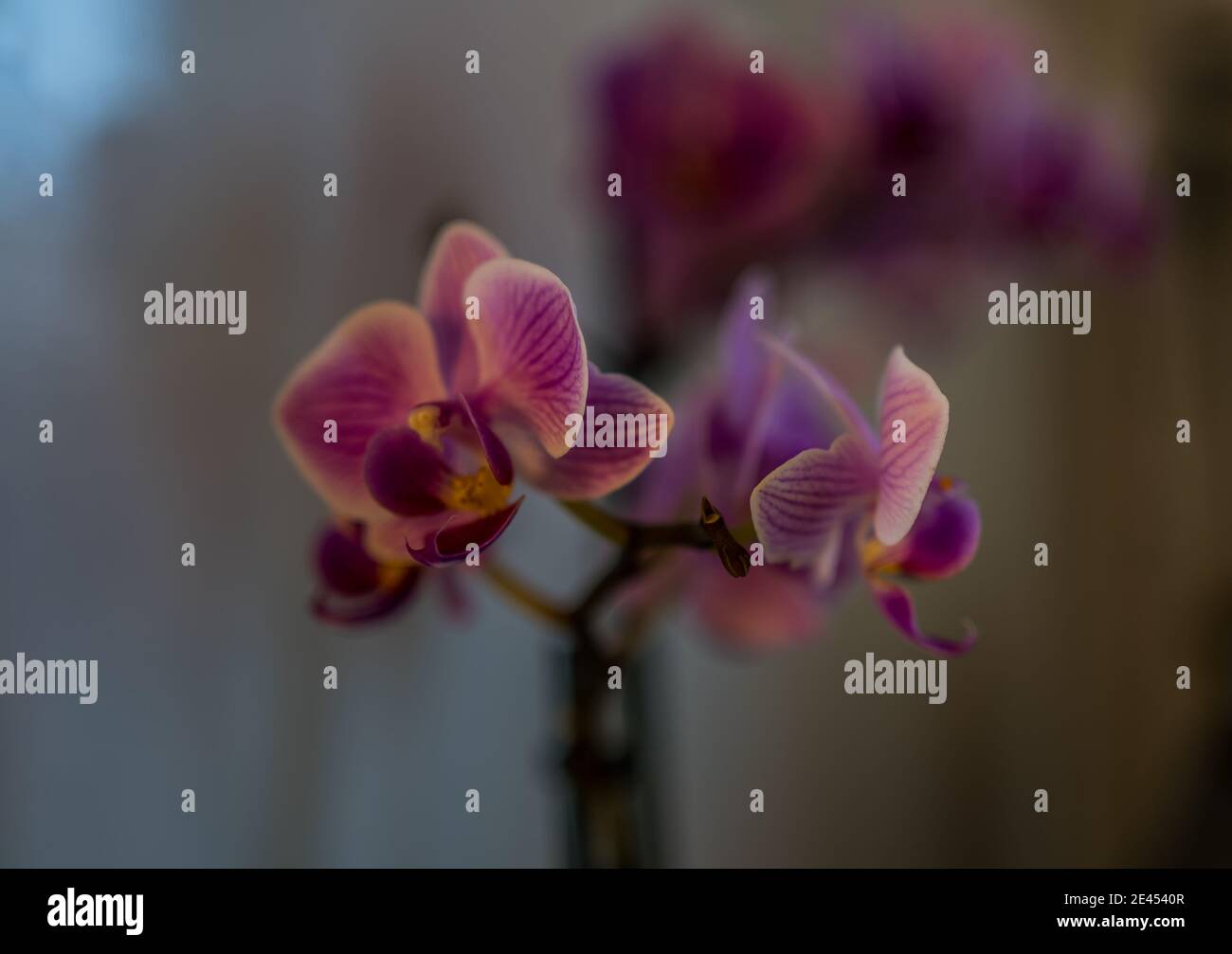 Foto einer orchidaceae (Orchidee) - rosa, weiß, violett - mit Bokeh Stockfoto