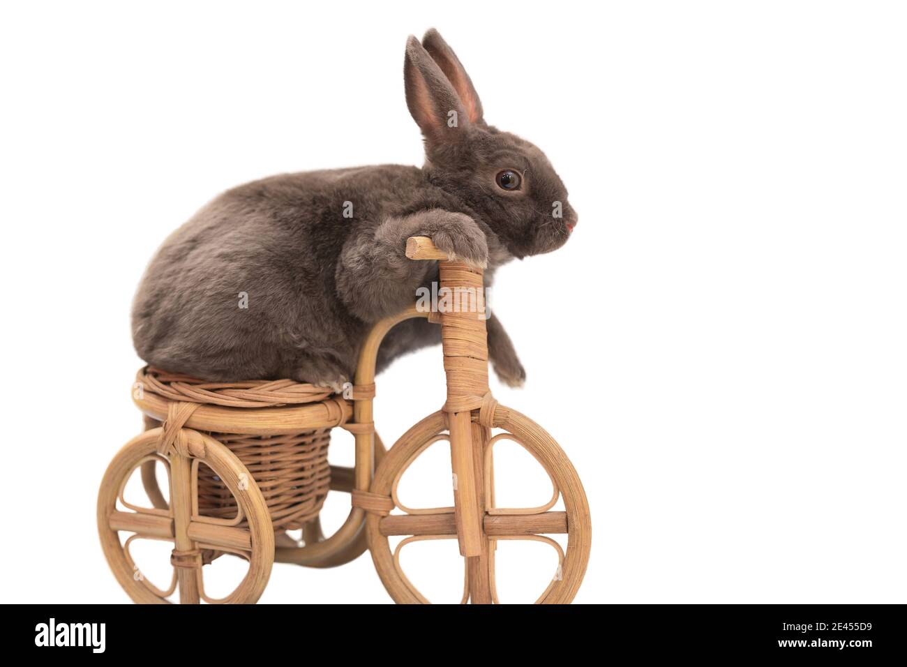 Flauschige graue Haustier Kaninchen auf einem Spielzeug-Fahrrad sitzen, isoliert auf einem weißen Hintergrund Stockfoto
