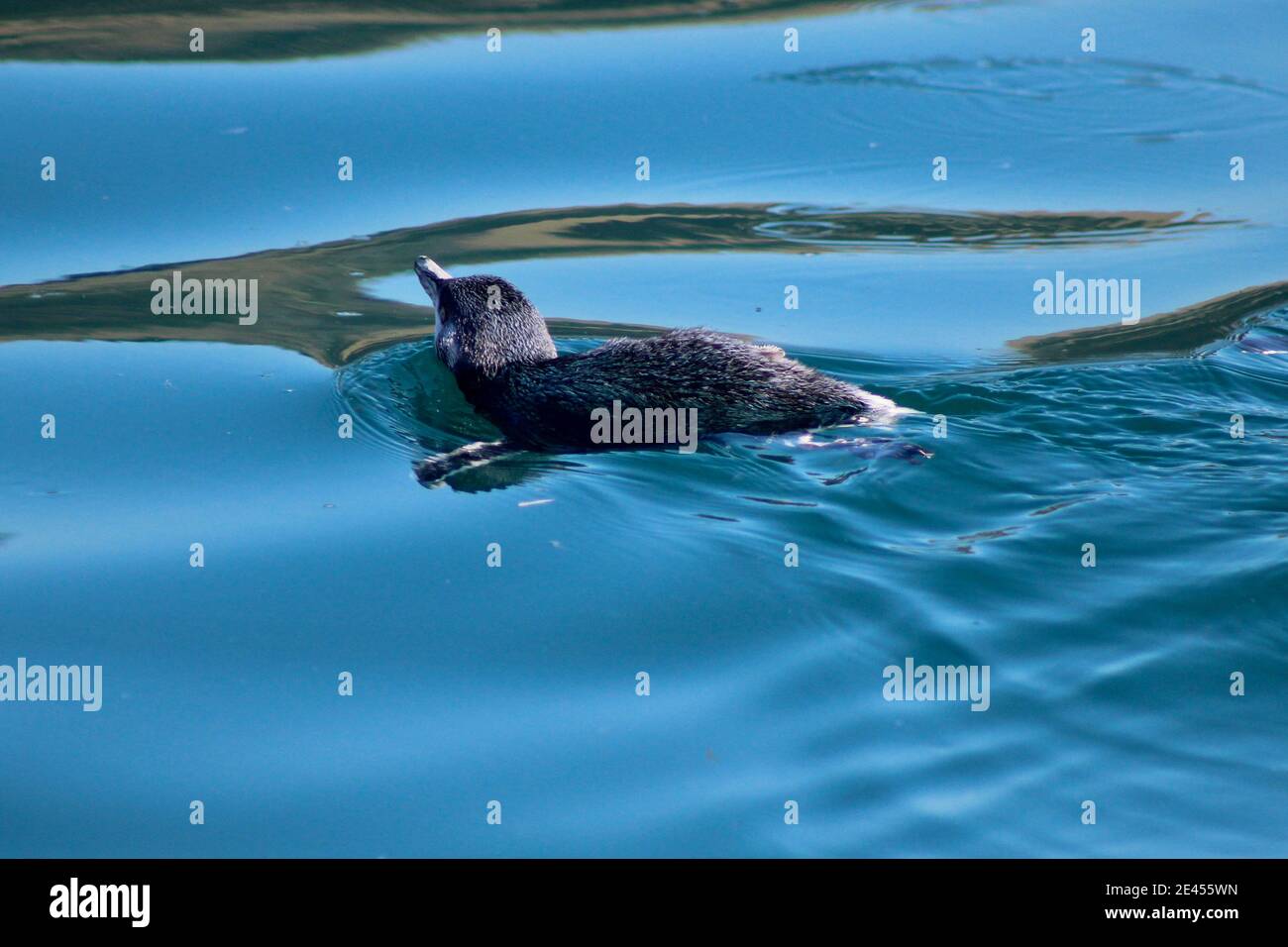 Kleiner Blauer Pinguin schwimmend auf der Oberfläche mit weißen Rändern flippers Stockfoto