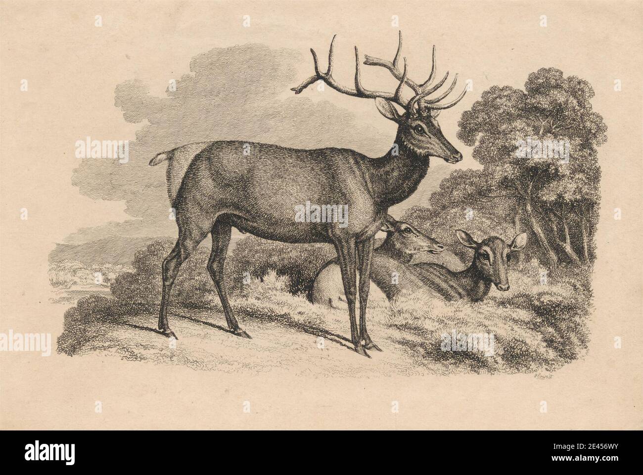 Druck gemacht von Samuel Howitt, 1756â € "1822, Briten, EIN Buck und zwei Doe, 1812. Radierung auf mittelschwerem, leicht strukturiertem, cremefarbenen Papier. Stockfoto