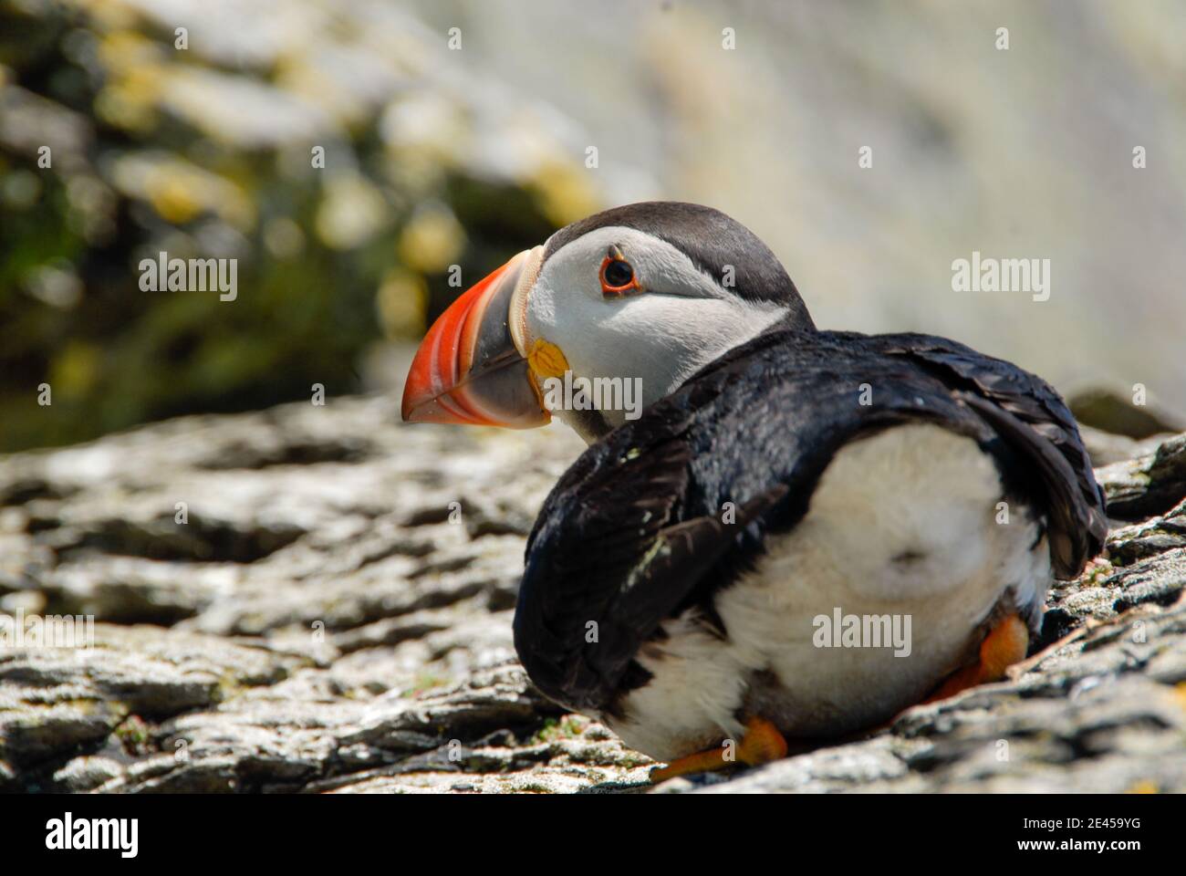 Nahaufnahme von Papageitaucher in Irland Stockfoto