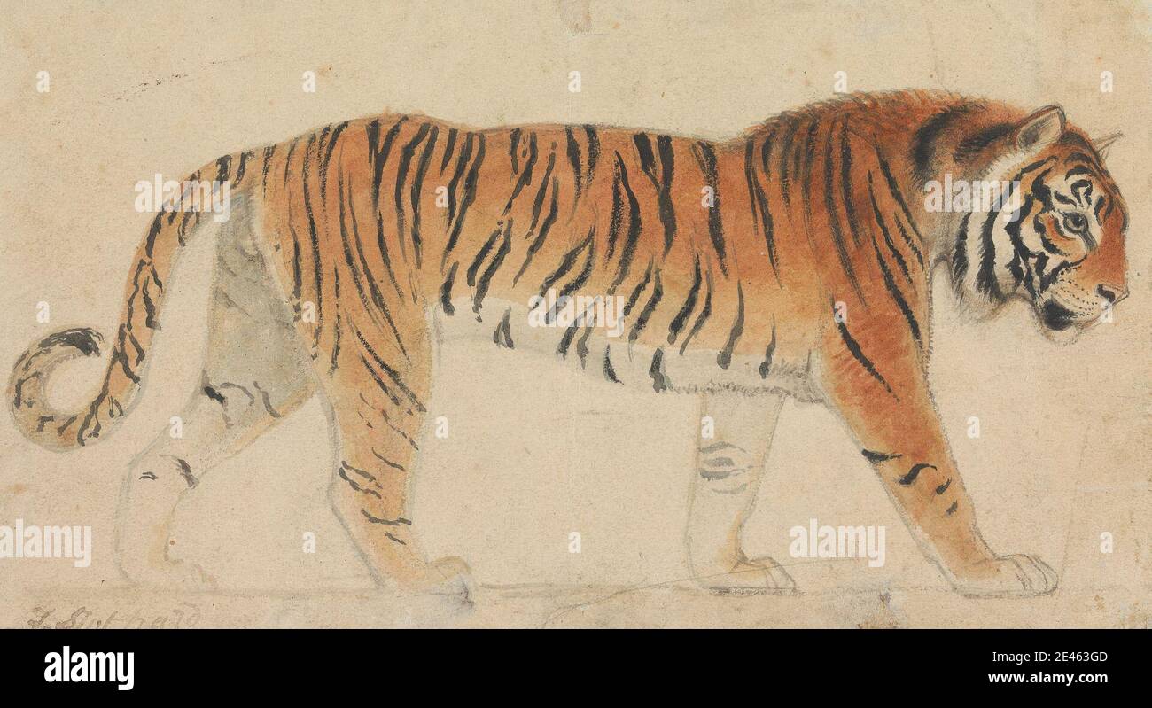 Thomas Stothard, 1755â € "1834, Briten, EIN Tiger, Full-Length, im Profil, zu Fuß nach rechts, undated. Aquarell, mit Stift, in grauer Tinte und schwarzer Tinte, über Graphit auf mäßig dickem, leicht strukturiertem, beigefarbenem, gewebt Papier, aufgezogen, dick, mäßig strukturiert, beige, gewebt Papier. Tierkunst Stockfoto