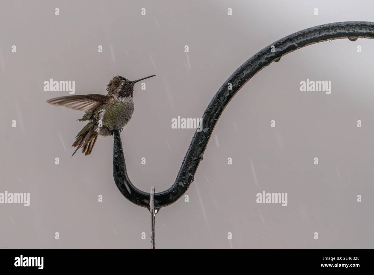 Annas Kolibri im Regen Stockfoto