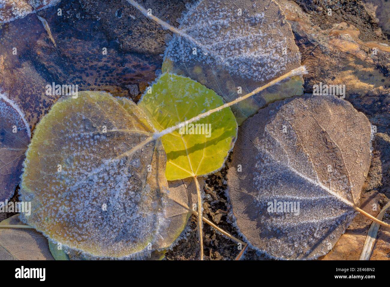 An einem Herbstmorgen am Lily Lake auf Steens Mountain, Oregon, USA, bilden sich Frostkrytale auf zitternden Aspen-Blättern Stockfoto