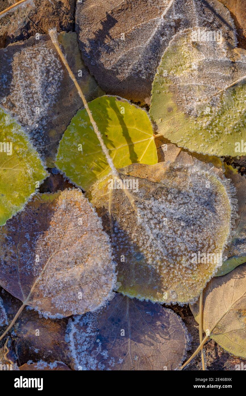 An einem Herbstmorgen am Lily Lake auf Steens Mountain, Oregon, USA, bilden sich Frostkrytale auf zitternden Aspen-Blättern Stockfoto