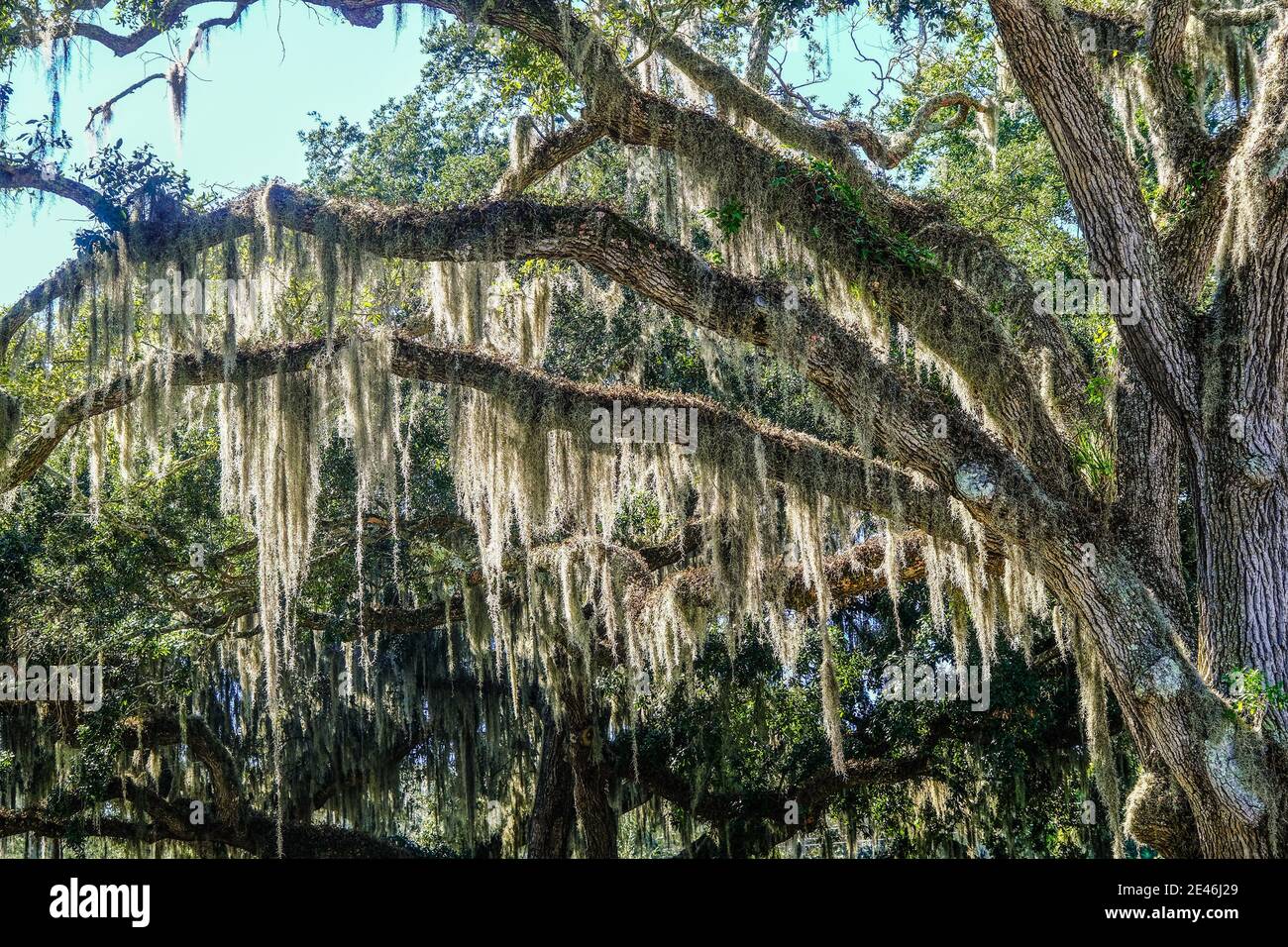 Eiche Gliedmaßen mit spanischem Moos Stockfoto