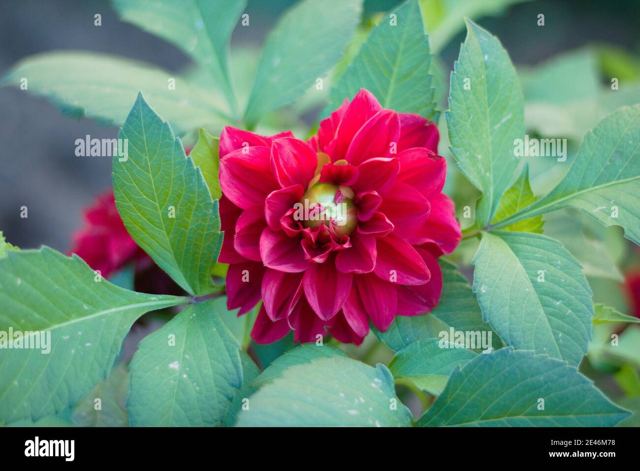 Rosa Dahlia Blume. Der lateinische Name ist dahlia pinnata Stockfotografie  - Alamy