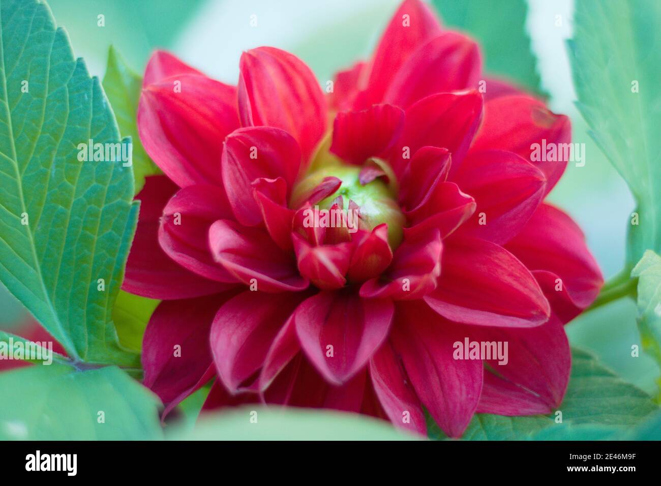 Rosa Dahlia Blume. Der lateinische Name ist dahlia pinnata. Stockfoto