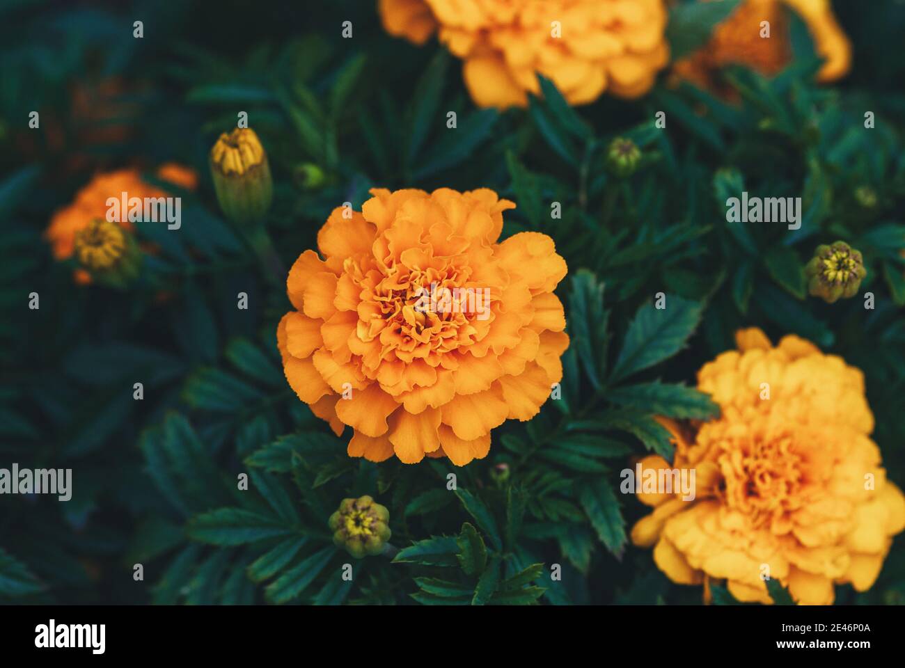 Afrikanische Ringelblume orange Blumen, High-Angle-Schuss Stockfoto