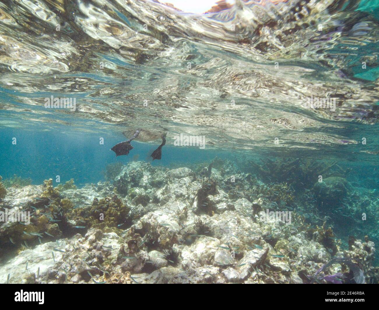 Pelikanfüße von unterhalb der Wasseroberfläche gesehen Auf einem Riff in der Karibik Stockfoto