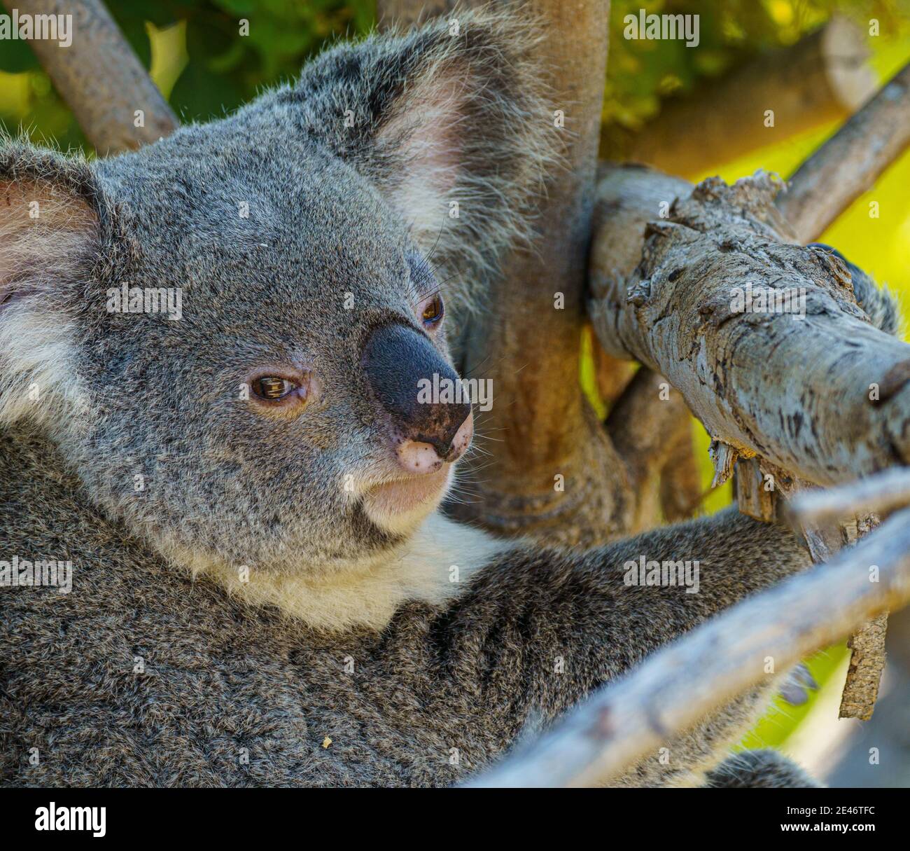 Koala (Phascolarctos Cinereus), ein untersetzter arboreal Beuteltiere Pflanzenfresser in Australien heimisch und der einzige erhaltene Vertreter der Familie Phascola Stockfoto