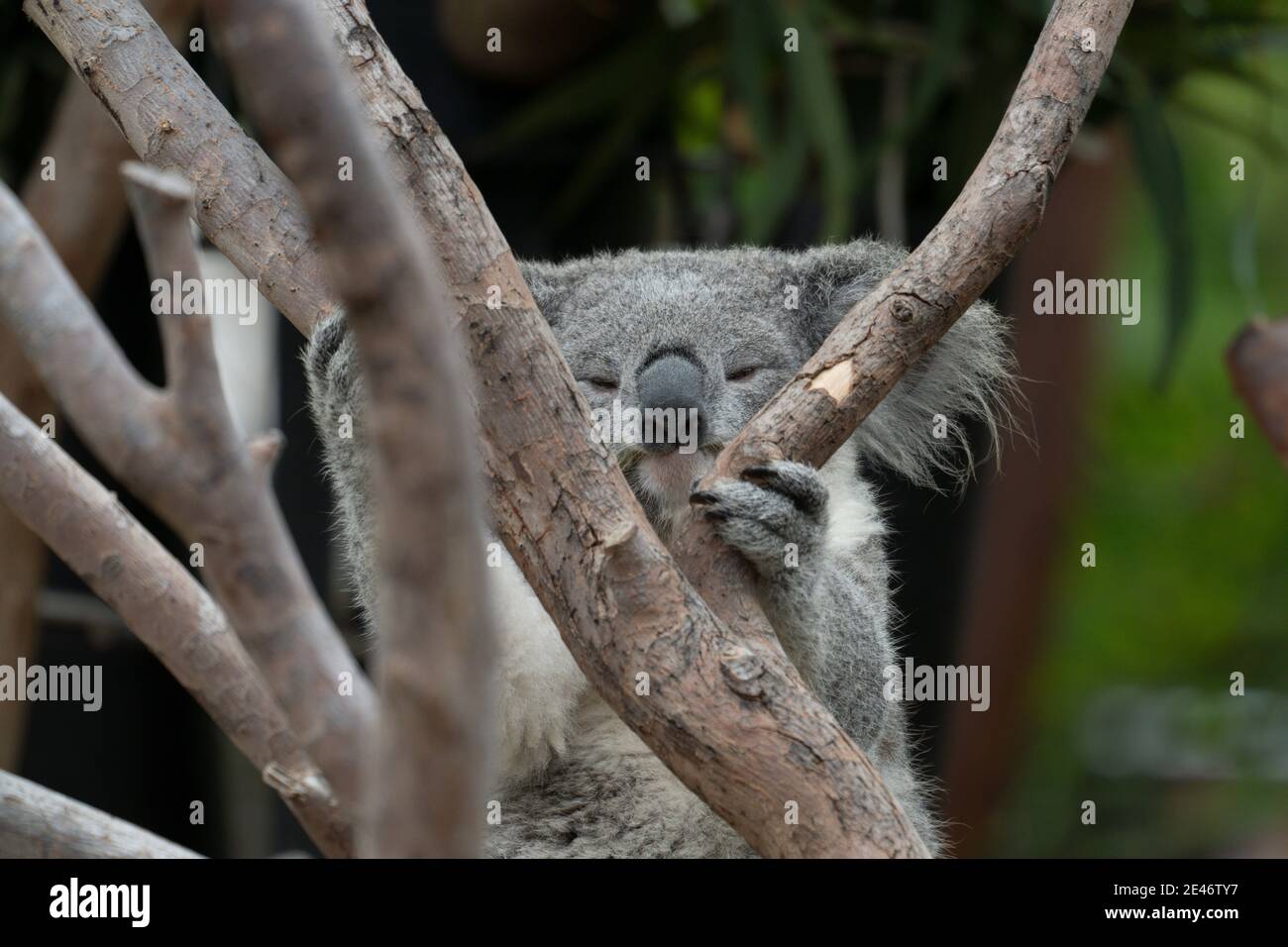 Koala (Phascolarctos Cinereus), ein untersetzter arboreal Beuteltiere Pflanzenfresser in Australien heimisch und der einzige erhaltene Vertreter der Familie Phascola Stockfoto
