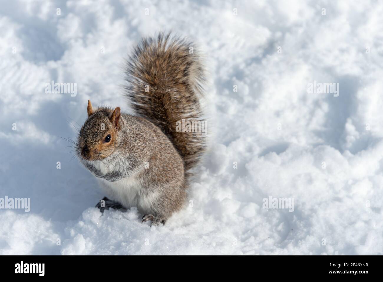 Ostgrauhörnchen auf Schnee sitzend, in Montreal, Kanada Stockfoto