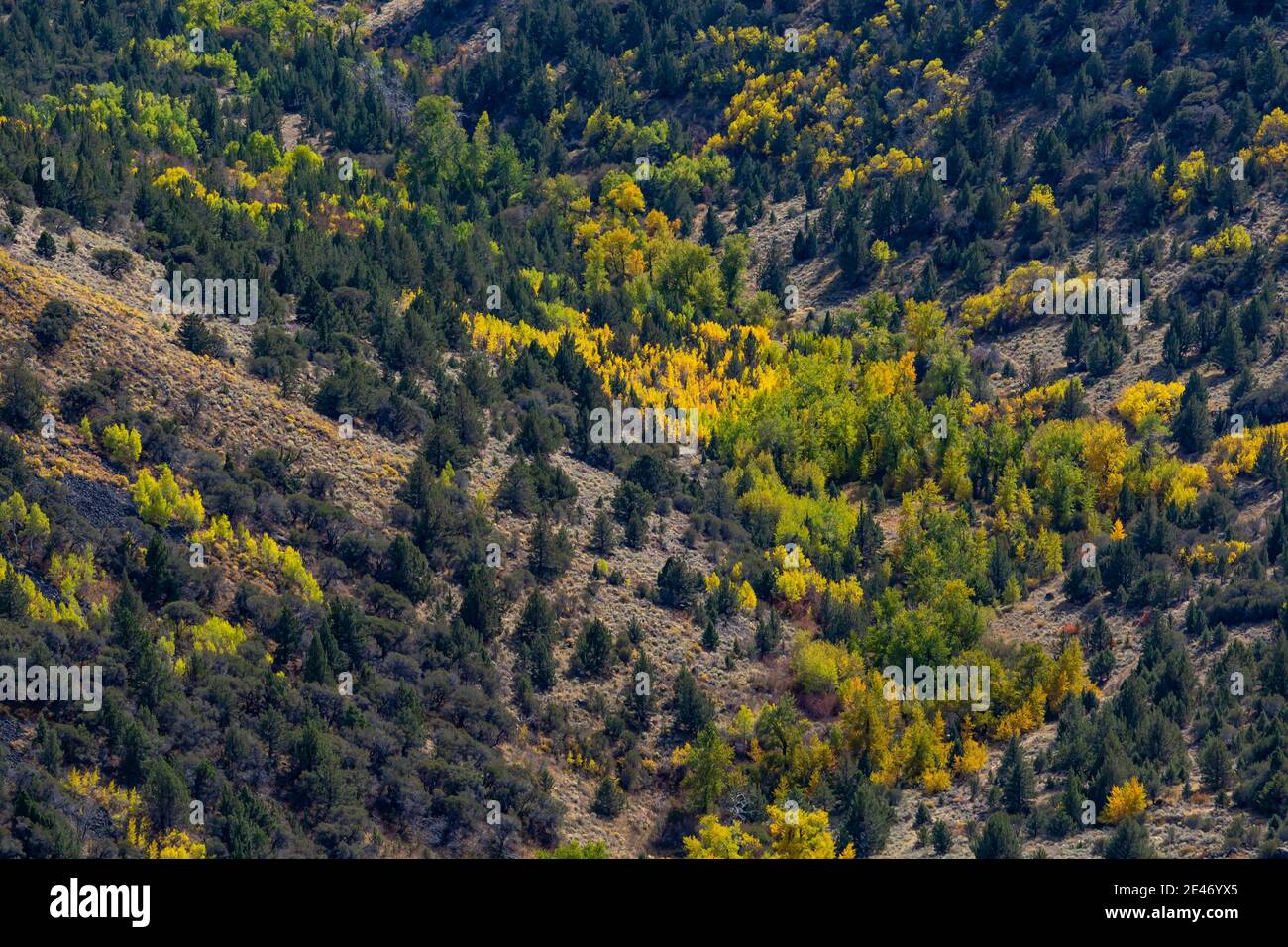 Blick in die glaziell geschnitzte Big Indian Gorge am Steens Mountain, Oregon, USA Stockfoto