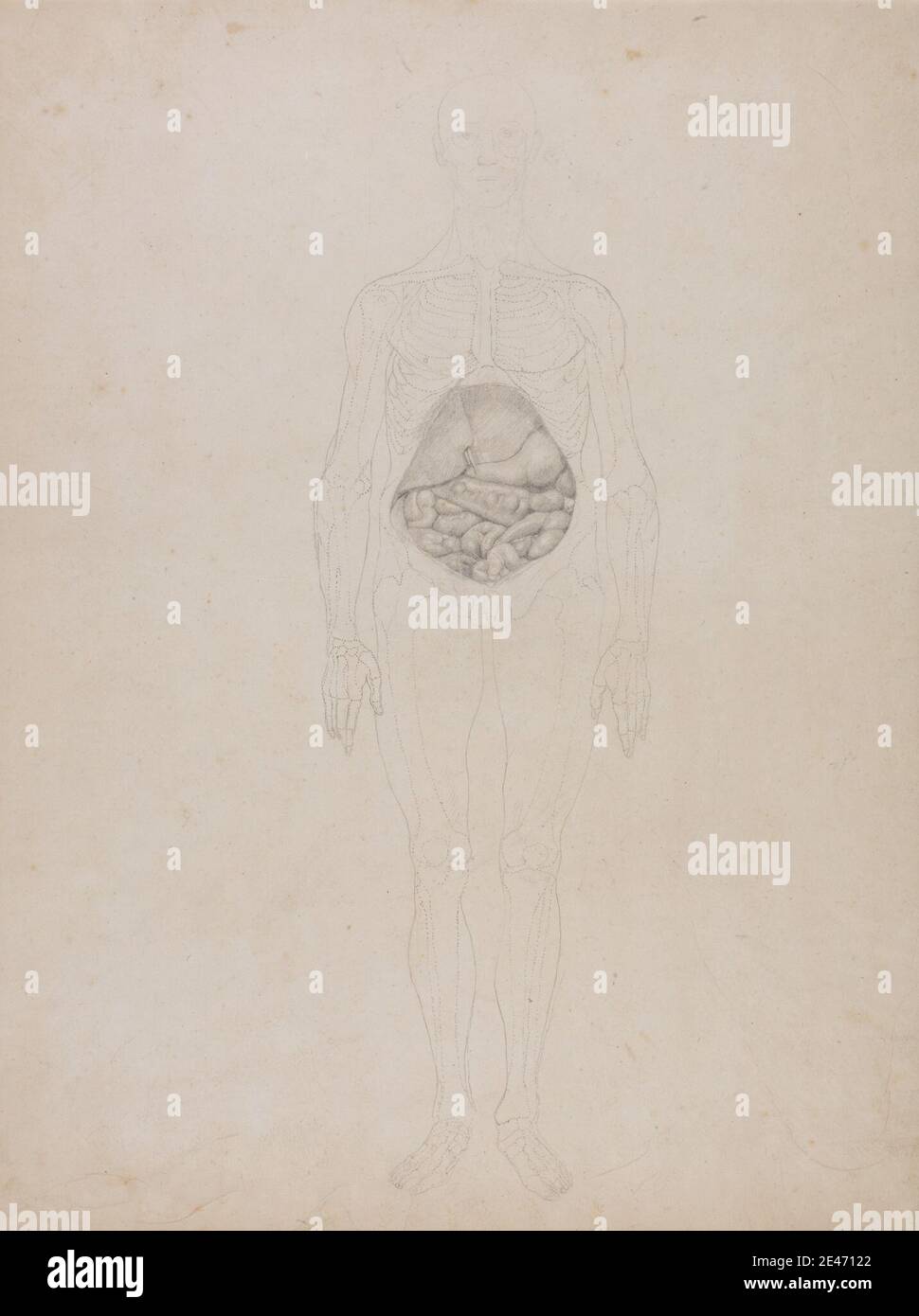 George Stubbs, 1724–1806, British, Human Figure, Anterior View (Gliederungsansicht), 1795 bis 1806. Graphit auf Creme, dünn, glatt, wove Papier. Anatomische Studie , Anatomie , Figurenstudie , vorne , Darm , Mann Stockfoto