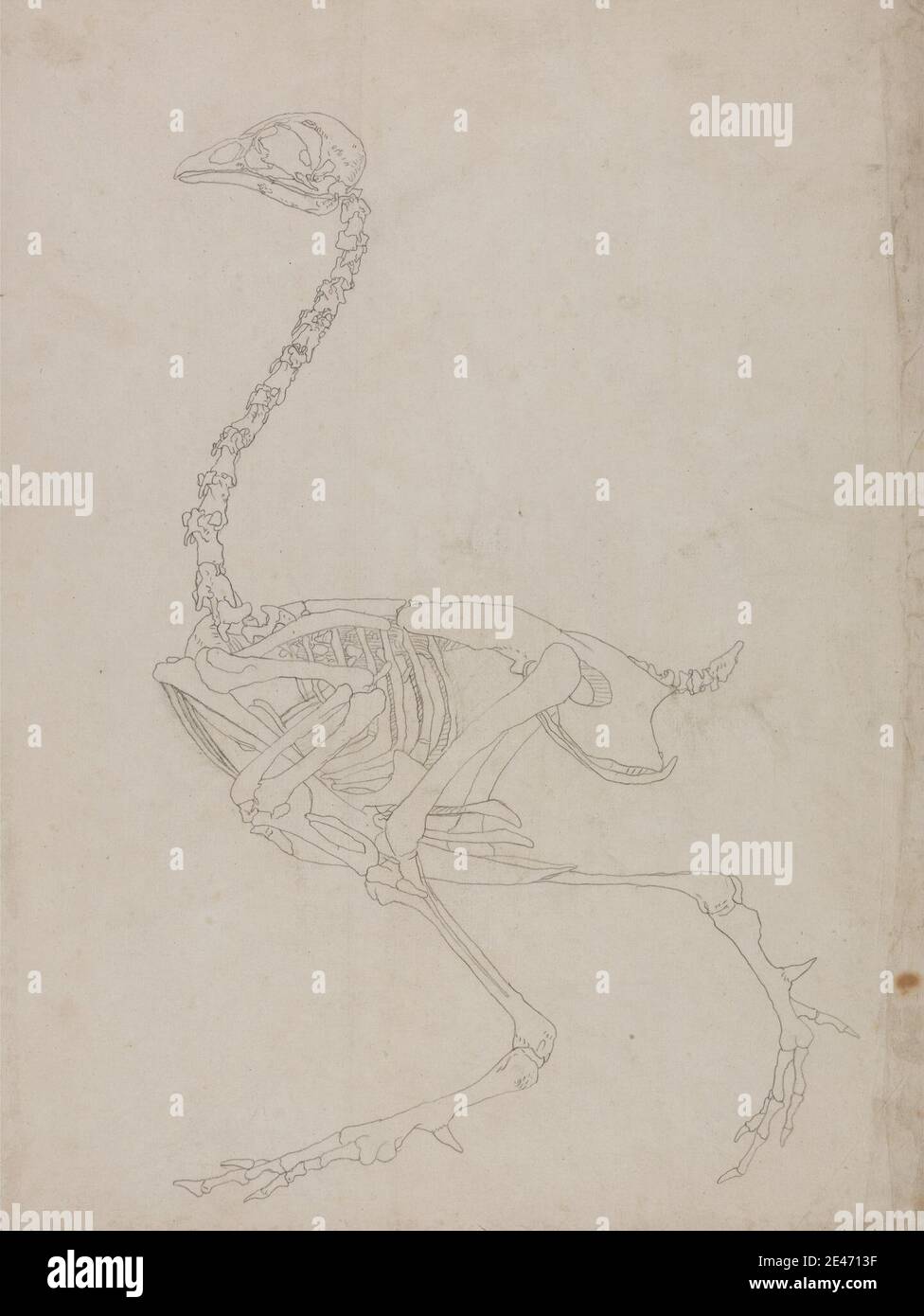 George Stubbs, 1724–1806, Brite, Vogelskelett, Seitenansicht (Gliederungszeichnung des Skeletts), 1795 bis 1806. Graphit auf dünnem, leicht strukturiertem, cremefarbenem Wove-Papier. Anatomische Studie, Anatomie, Vogel, Figuren (Darstellungen), Skelett, Studie (visuelle Arbeit) Stockfoto