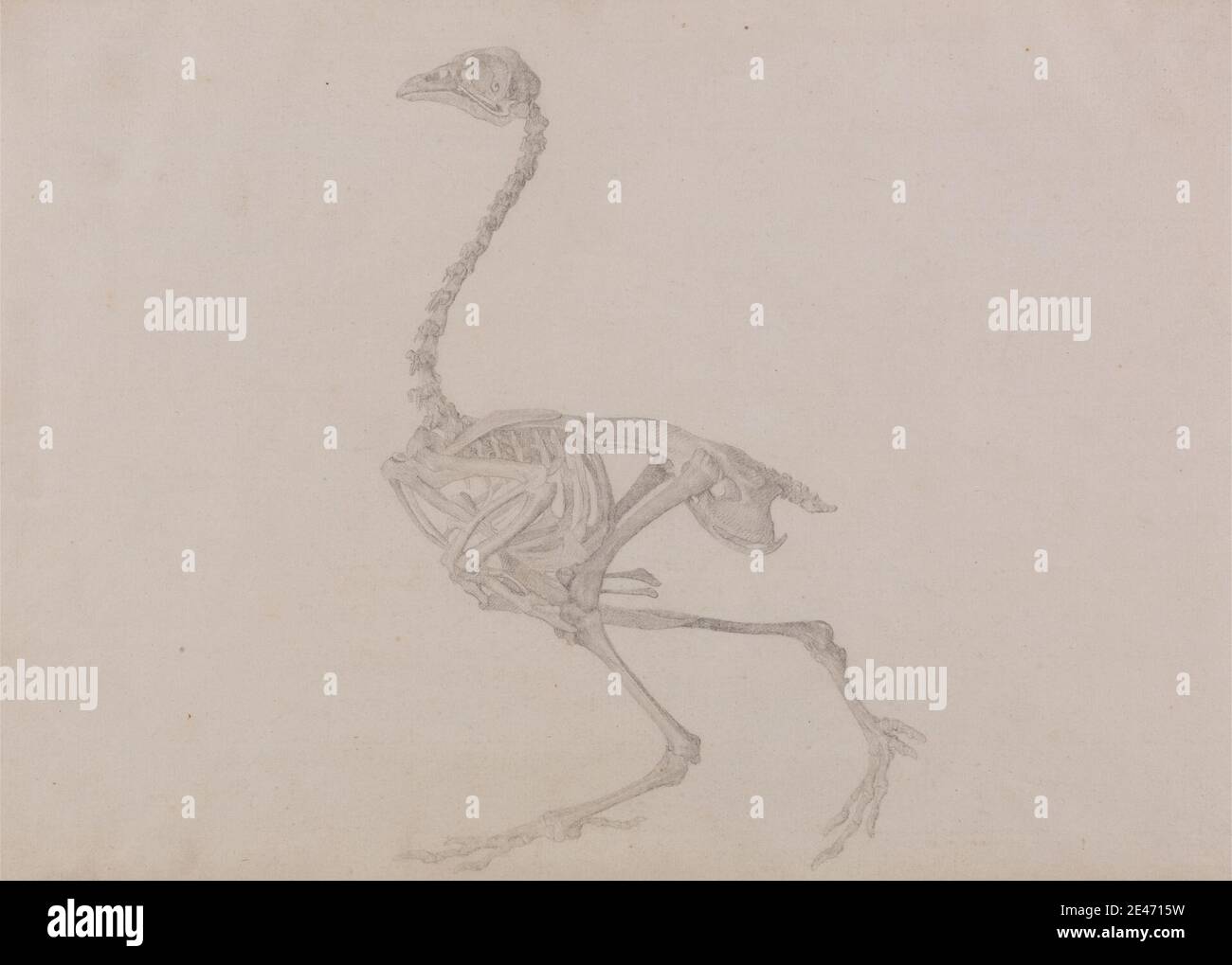 George Stubbs, 1724–1806, britisch, Dorking Hen Skeleton, Lateral View (fertige Studie für eine unveröffentlichte Tabelle), 1795 bis 1806. Graphit auf dünnem, leicht strukturiertem, cremefarbenem Wove-Papier. Anatomische Studie, Anatomie, Vogel, Figurenstudie, Skelett, Studie (visuelle Arbeit) Stockfoto