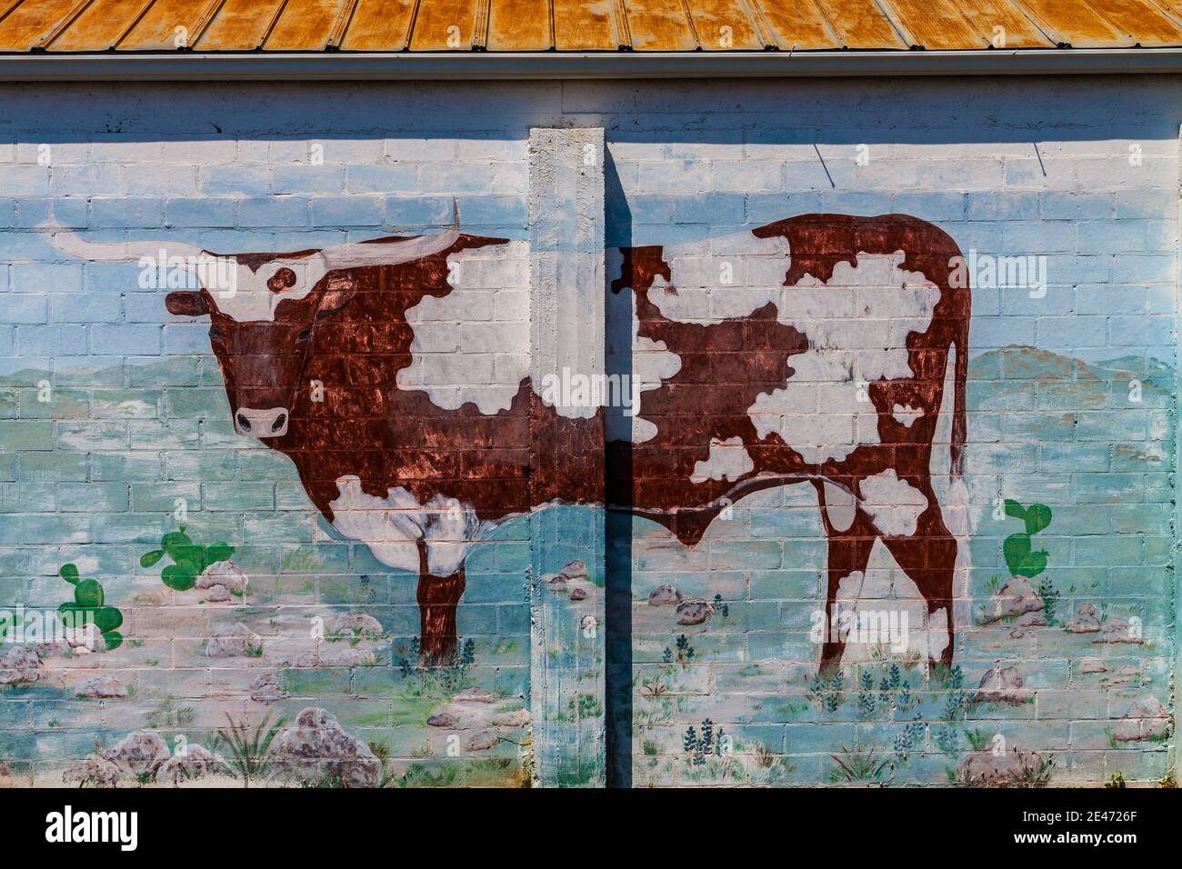 Wandbild eines Longhorn Steer, Bandera, Texas, USA Stockfoto