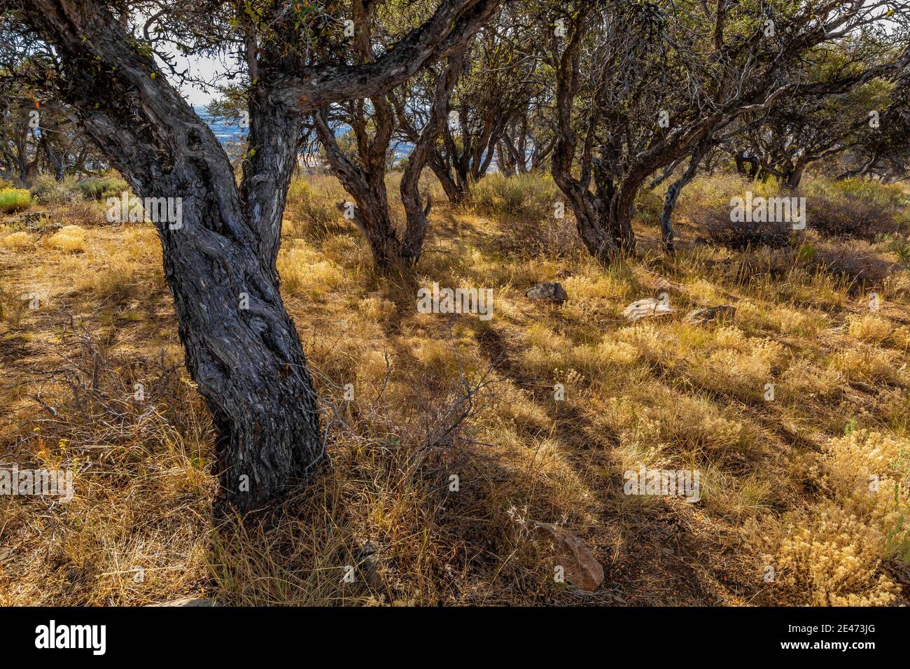 Curlleaf Mountain Mahagoni, Cercocapus ledifolius, Bäume in der Nähe von Big Indian Gorge Blick auf Steens Mountain, Oregon, USA Stockfoto