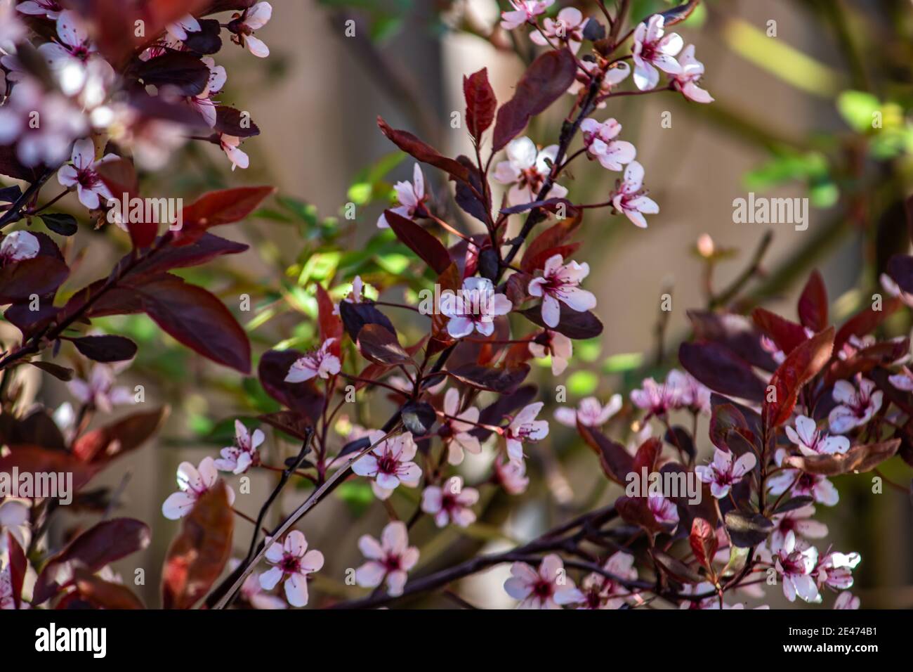 Licht und Schatten auf den überfüllten weißen Blumen während der Feder Stockfoto