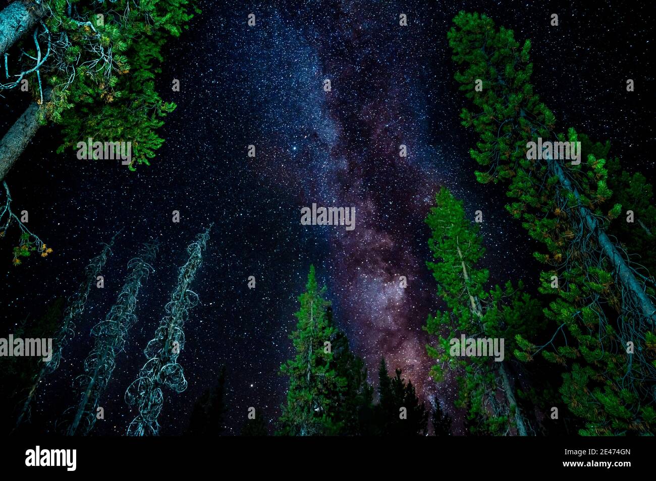 Atemberaubende Milchstraße Galaxie über hellen grünen Kiefern Stockfoto