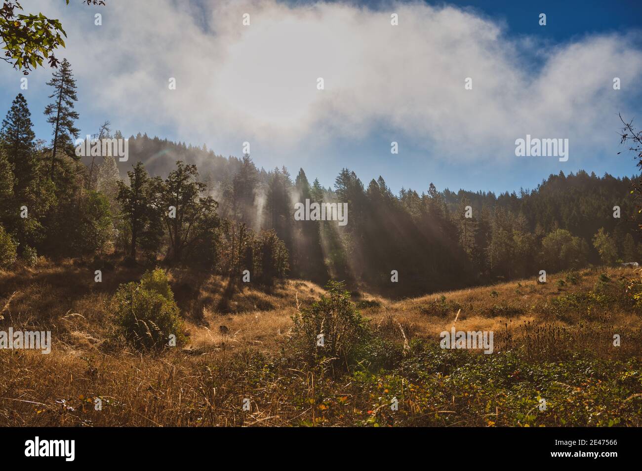 Spektakuläre gottesstrahlen auf Wald und Wiese, Weitschuss Stockfoto