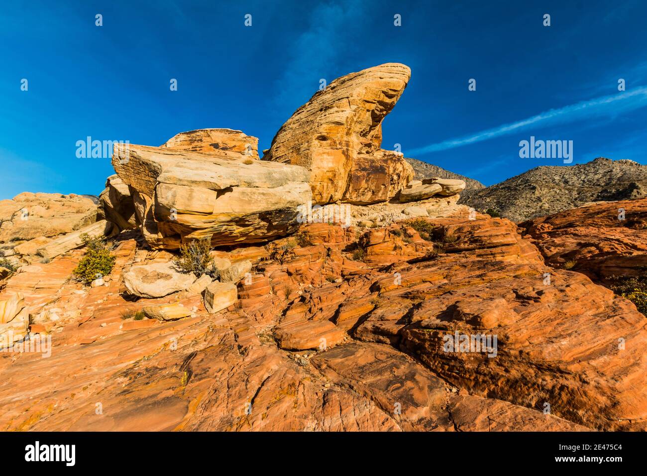 Turtle Head Peak über Sandstein Slickrock auf dem Calico Hills Tank Trail, Red Rock Canyon National Conservation Area, Las Vegas, Nevada, USA Stockfoto