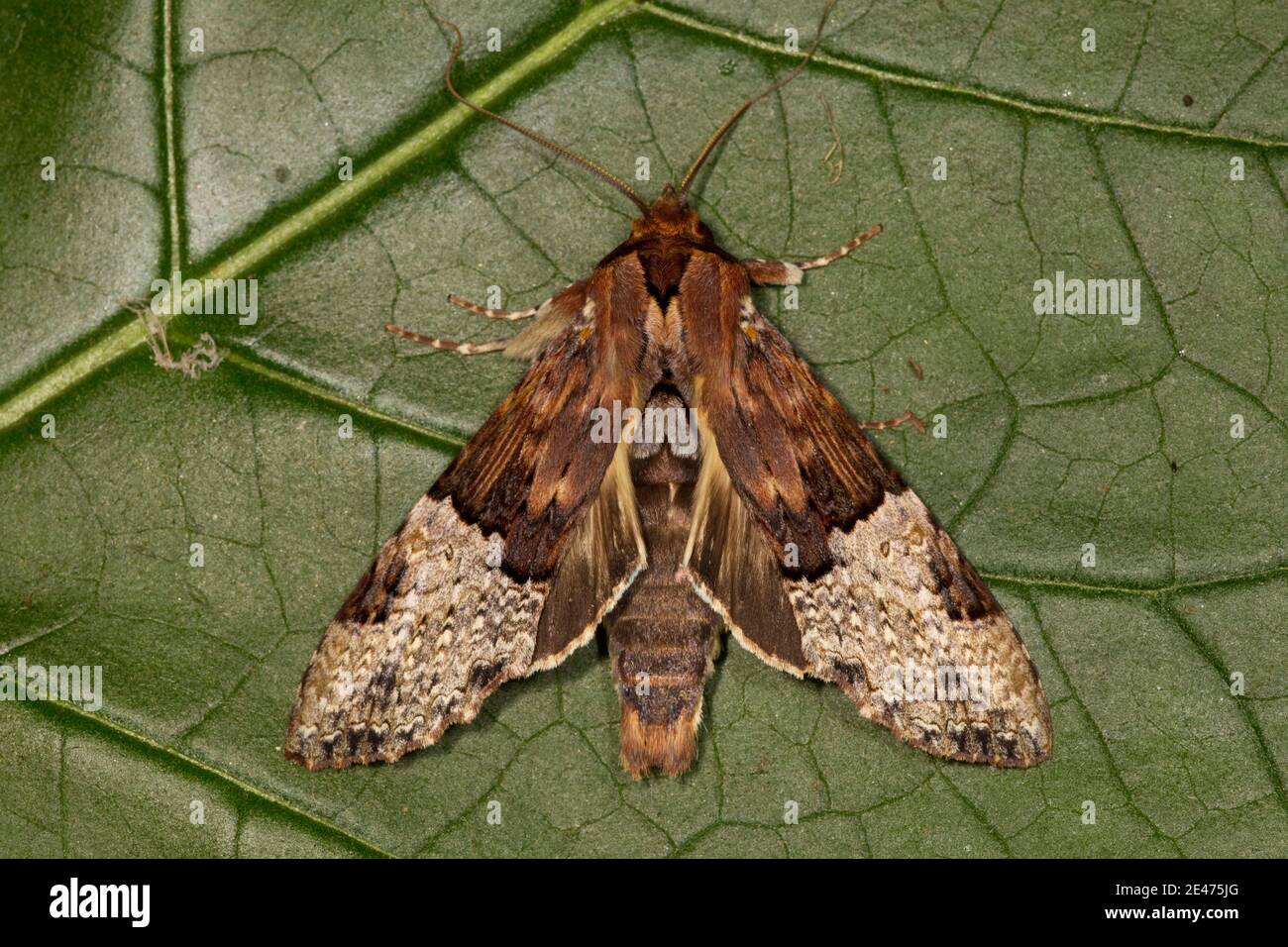 Nicht Identifizierte Sphinx Moth, Sphingidae. Stockfoto