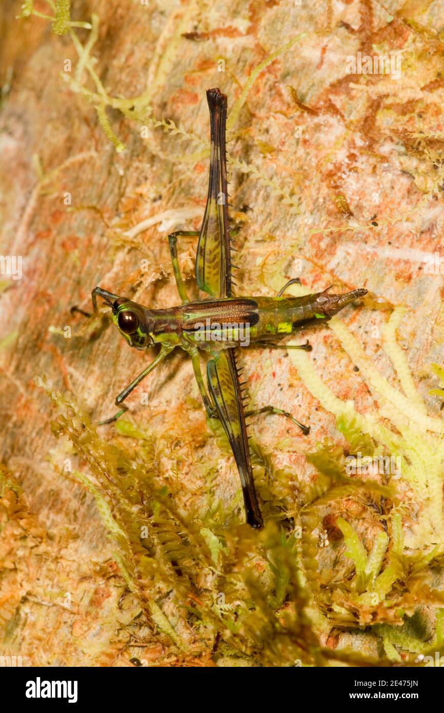 Eumastacidae Orthoptera Stockfotos und bilder Kaufen Alamy