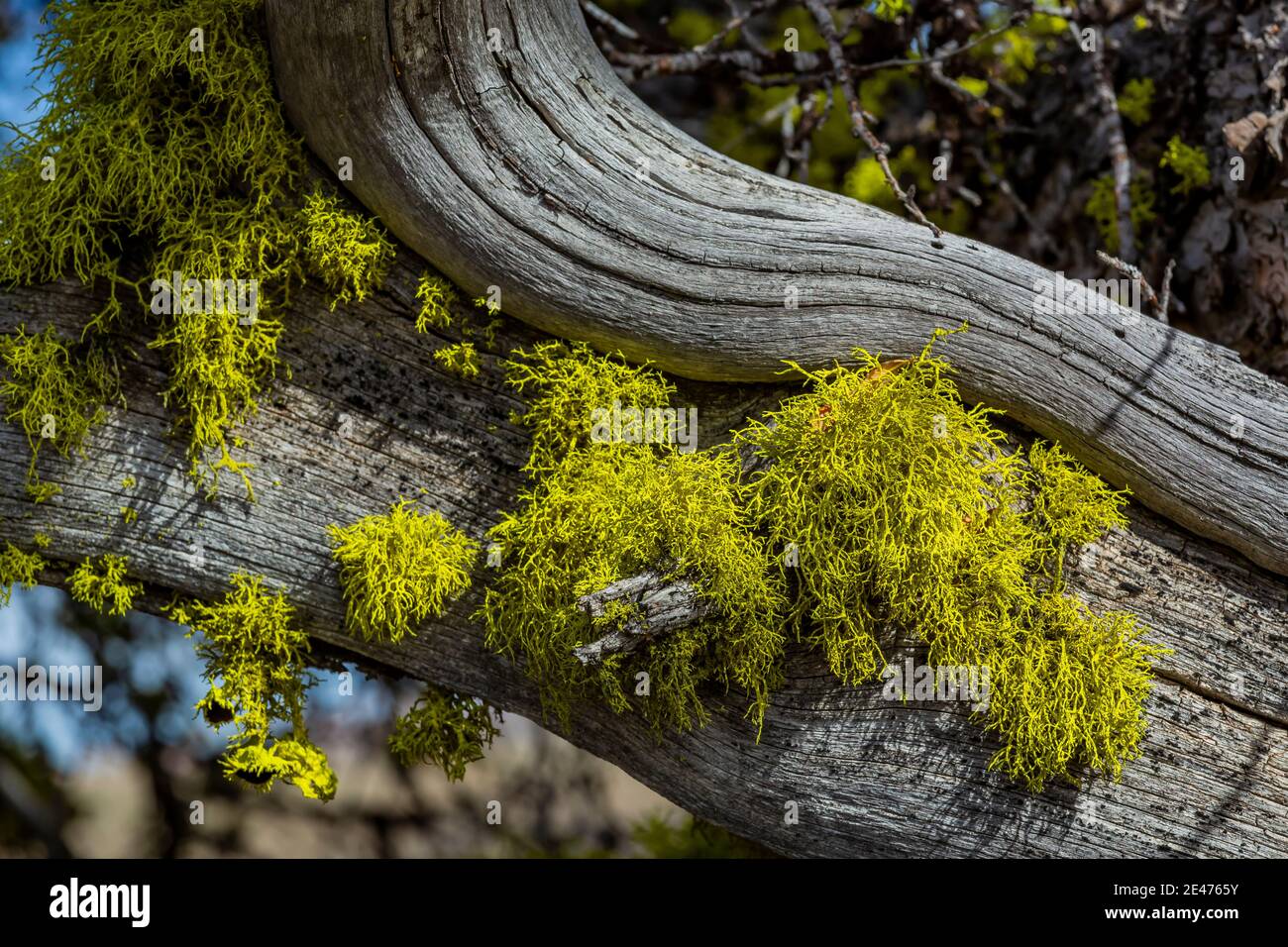 Curlleaf Mountain Mahagoni, Cercocapus ledifolius und Wolf Lichen, Letharia vulpina, in der Big Indian Gorge Overlook auf Steens Mountain, Oregon, USA Stockfoto