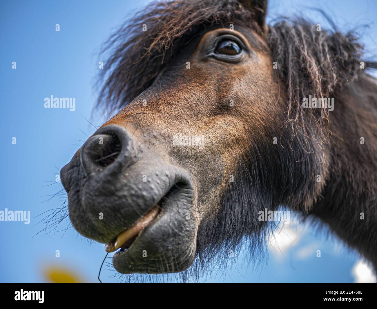 Pferd auf der Wiese im Frühling Stockfoto