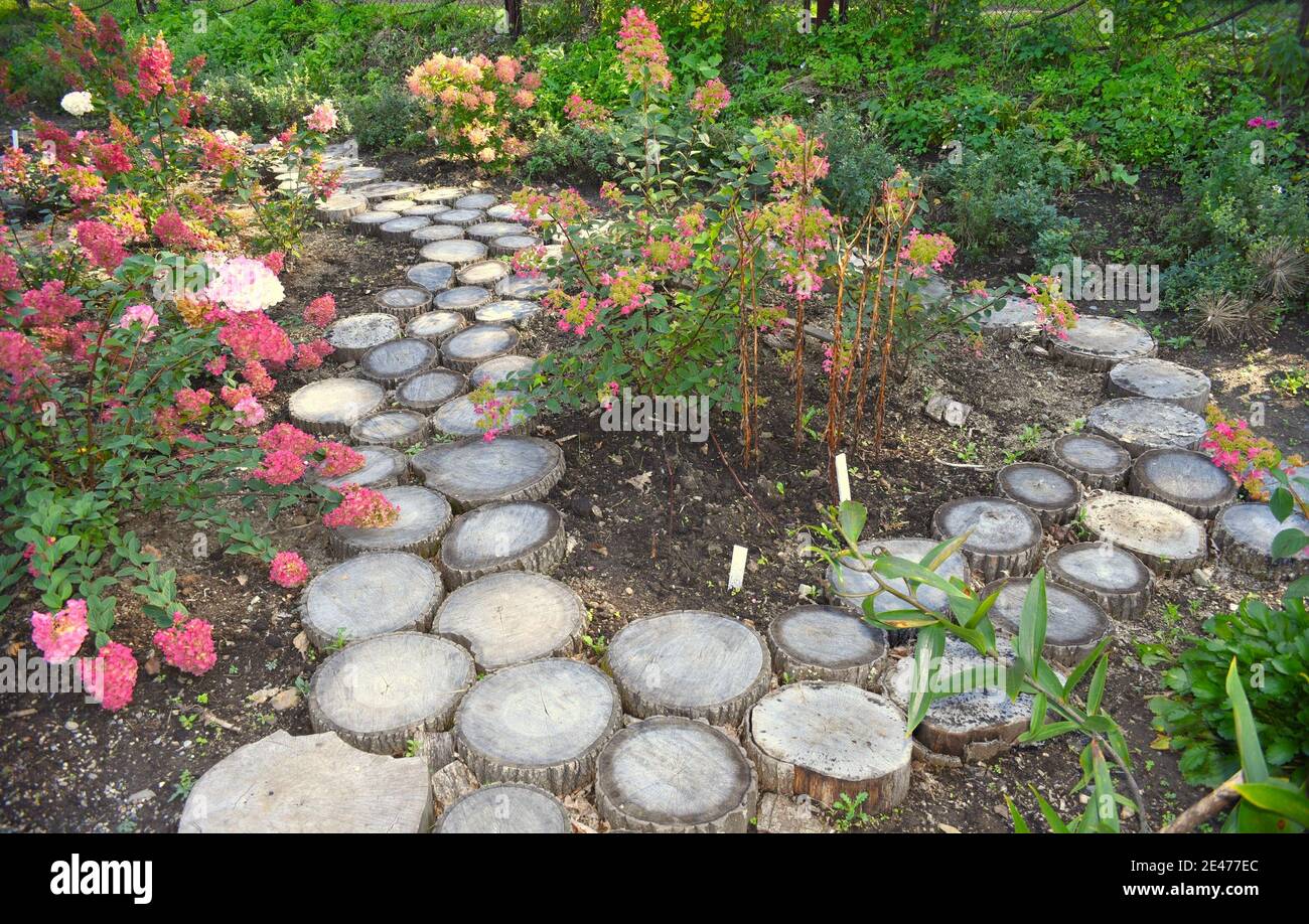 Kreatives Design von hölzernen Gehweg aus einem Baumstamm in Kreise geschnitten gemacht. Blumenbeete mit rosa Hortensien. Gartendekoration Stockfoto