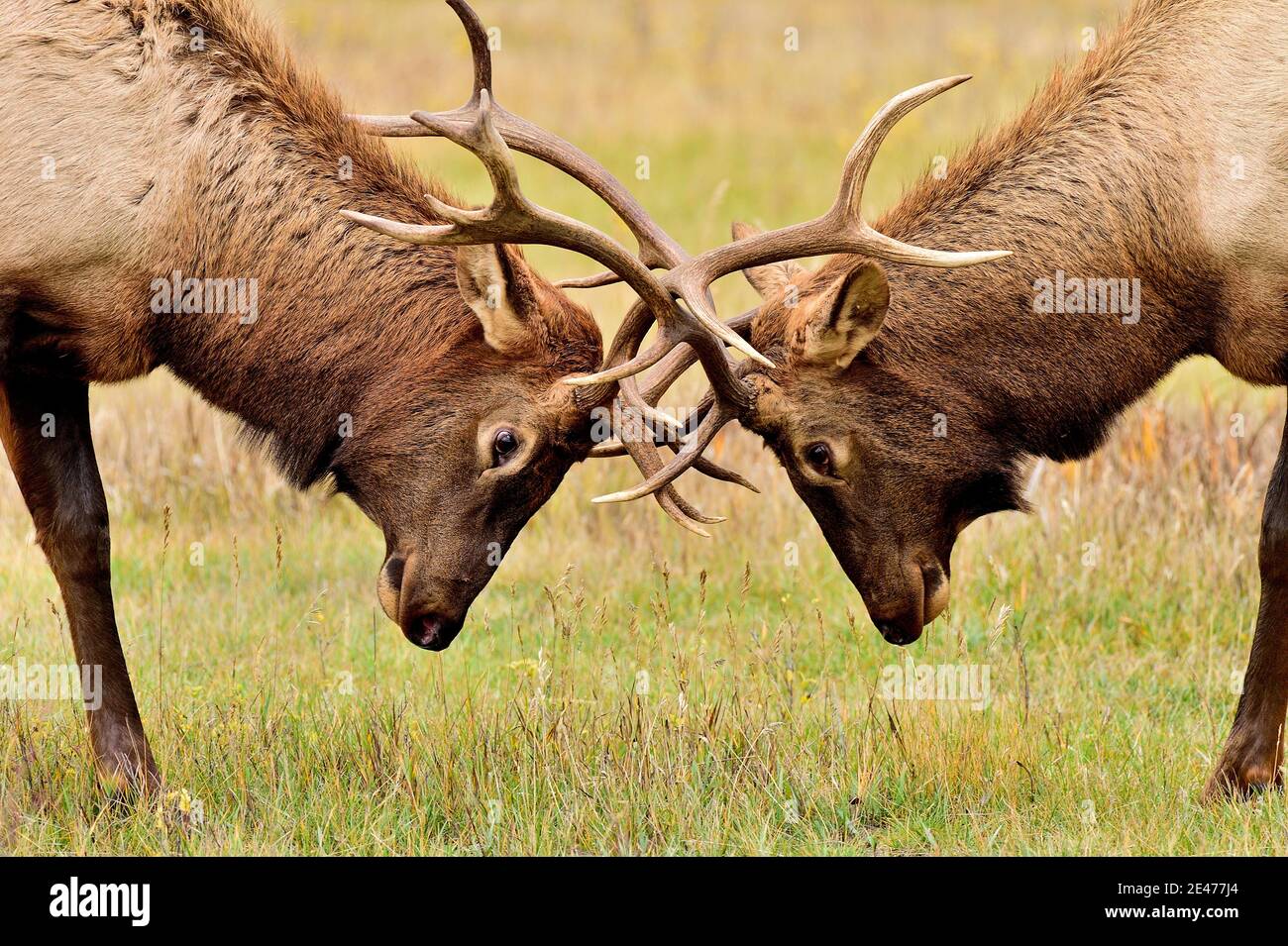 Nahaufnahme von zwei Bullenelchen 'Cervus elaphus', die auf einer ländlichen Wiese im Jasper National Park Alberta Canada im Kampf gefangen sind. Stockfoto