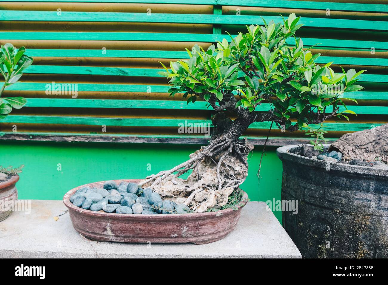 Bonsai Kokosnuss Palme fr die Dekoration zu Hause Stockfotografie - Alamy