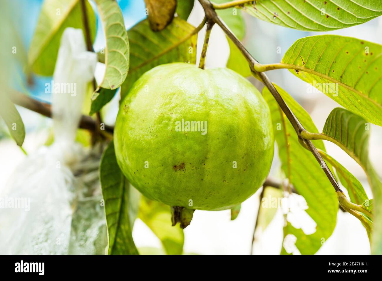 Ein frischer Guava, der sich an seinen Zweig anpasst Stockfoto