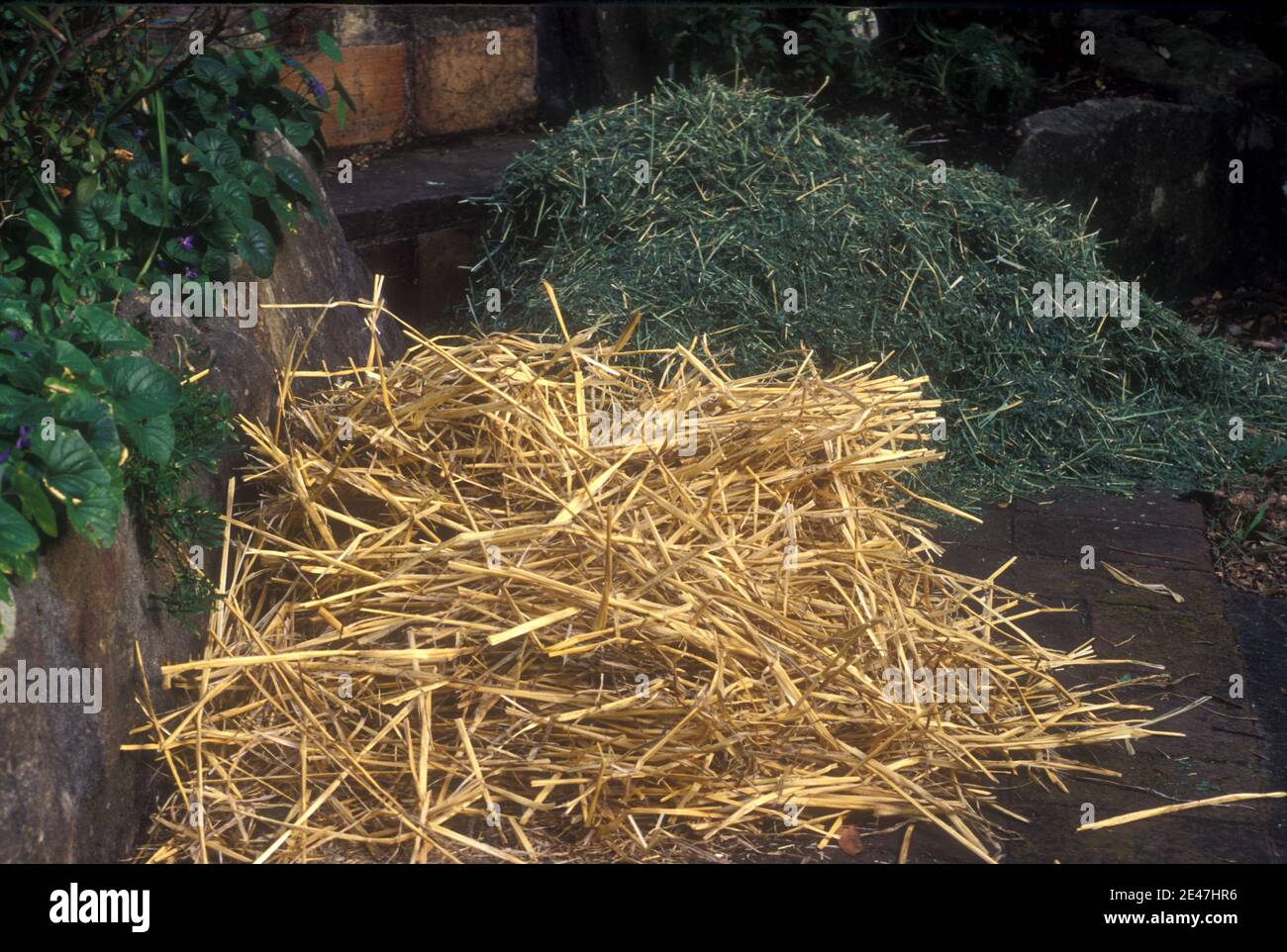 STROHHAUFEN UND RASENSCHNITT, DIE ALS GARTENMULCH VERWENDET WERDEN KÖNNEN. ORGANISCHE MULCHE VERFALLEN IM LAUFE DER ZEIT UND REICHERN DEN BODEN AN. Stockfoto
