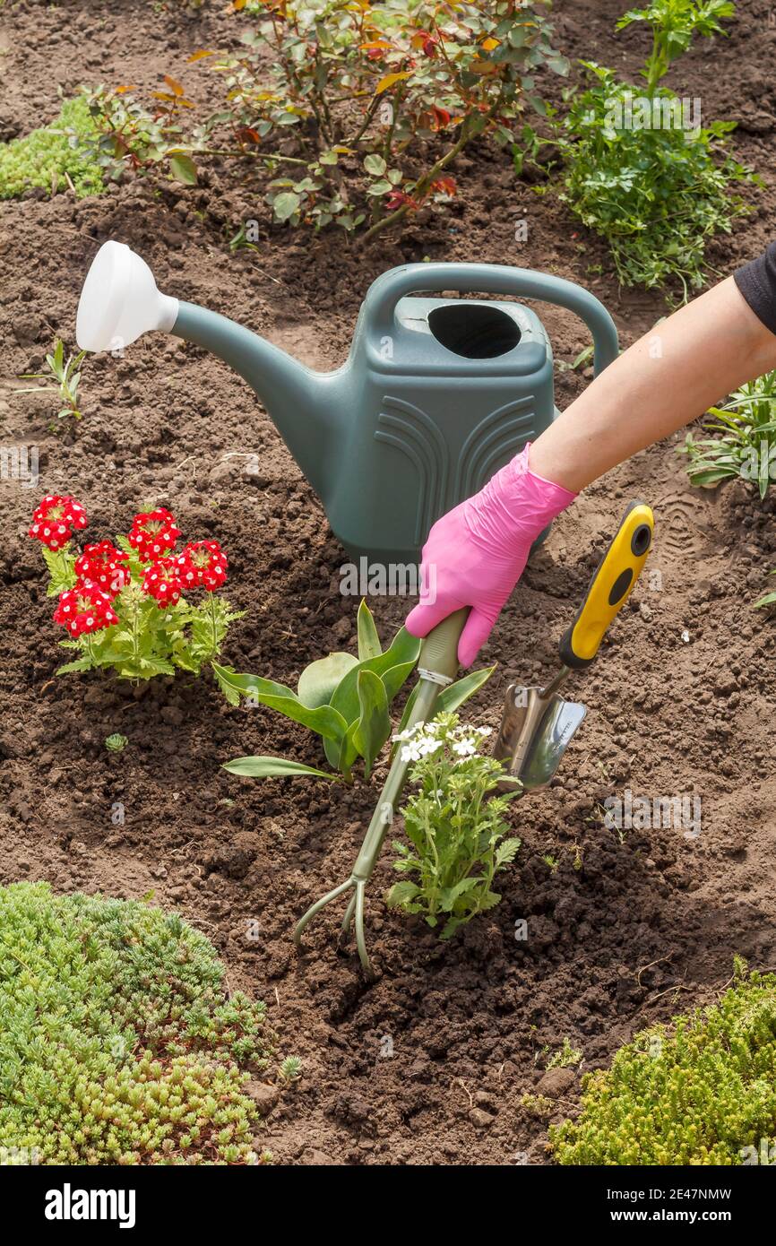 Der Gärtner pflanzt weiße, vervain Blumen mit einem kleinen Rechen in